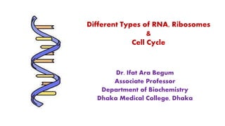 Different Types of RNA, Ribosomes
&
Cell Cycle
Dr. Ifat Ara Begum
Associate Professor
Department of Biochemistry
Dhaka Medical College, Dhaka
 