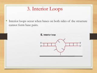 3. Interior Loops
• Interior loops occur when bases on both sides of the structure
cannot form base pairs.
 