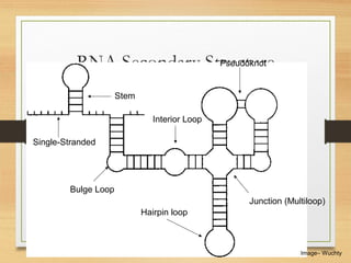 RNA Secondary Structure
Hairpin loop
Junction (Multiloop)
Bulge Loop
Single-Stranded
Interior Loop
Stem
Image– Wuchty
Pseudoknot
 