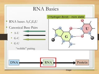 RNA Basics
• RNA bases A,C,G,U
• Canonical Base Pairs
• A-U
• G-C
• G-U
“wobble” pairing
• Bases can only pair with one
other base.
Image: http://www.bioalgorithms.info/
2 Hydrogen Bonds3 Hydrogen Bonds – more stable
 
