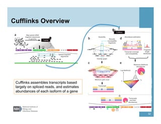 Cufflinks Overview
32
Cufflinks assembles transcripts based
largely on spliced reads, and estimates
abundances of each isoform of a gene
 