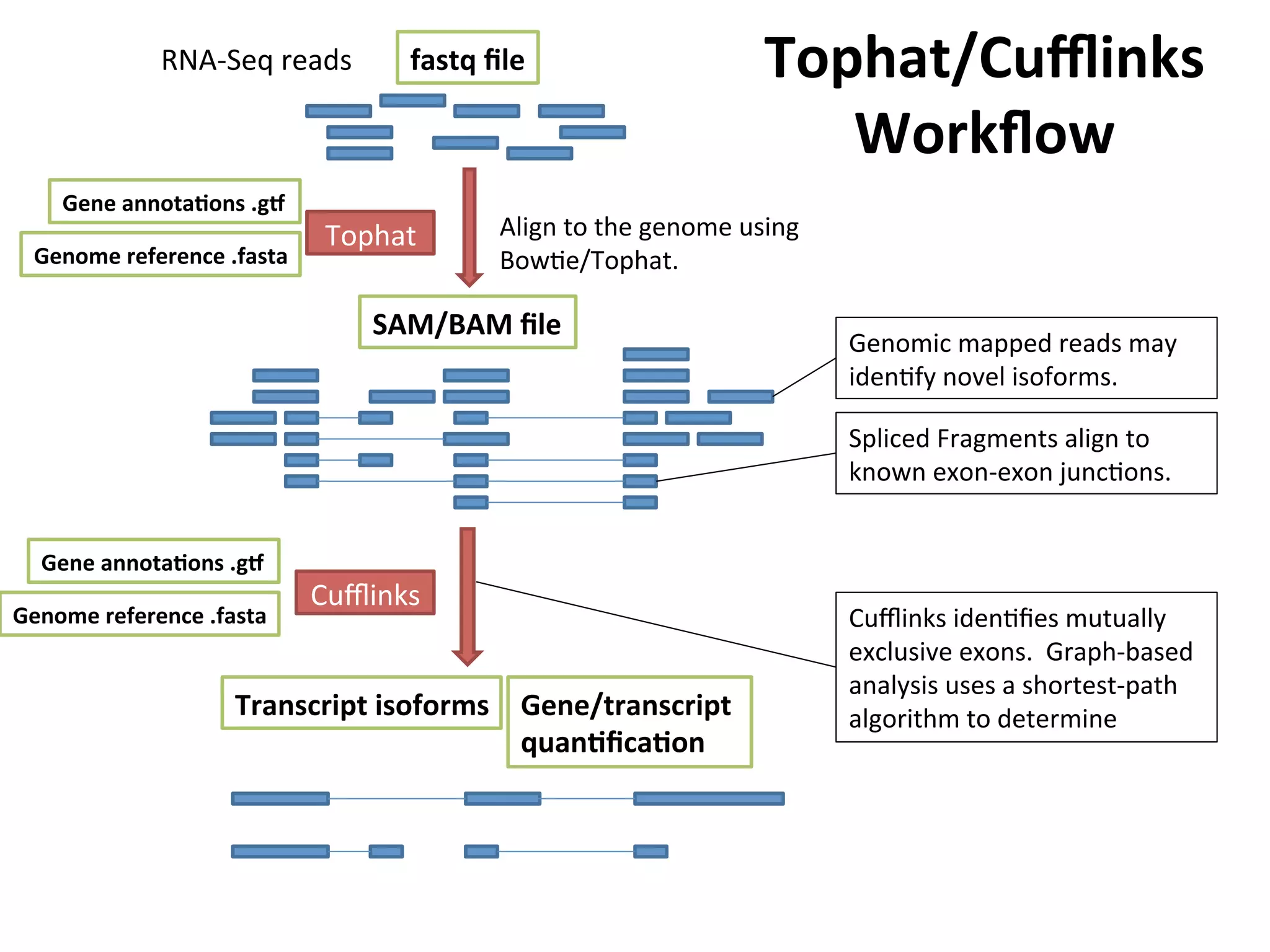 RNA-­‐Seq	
  reads	
  
Align	
  to	
  the	
  genome	
  using	
  
BowIe/Tophat.	
  
Tophat	
  
Cuﬄinks	
  
Spliced	
  Fragments	
  align	
  to	
  
known	
  exon-­‐exon	
  juncIons.	
  
Genomic	
  mapped	
  reads	
  may	
  
idenIfy	
  novel	
  isoforms.	
  
fastq	
  ﬁle	
  
SAM/BAM	
  ﬁle	
  
Genome	
  reference	
  .fasta	
  
Gene	
  annotaSons	
  .g^	
  
Genome	
  reference	
  .fasta	
  
Gene	
  annotaSons	
  .g^	
  
Transcript	
  isoforms	
   Gene/transcript	
  
quanSﬁcaSon	
  
Cuﬄinks	
  idenIﬁes	
  mutually	
  
exclusive	
  exons.	
  	
  Graph-­‐based	
  
analysis	
  uses	
  a	
  shortest-­‐path	
  
algorithm	
  to	
  determine	
  	
  
Tophat/Cuﬄinks	
  
Workﬂow	
  
 