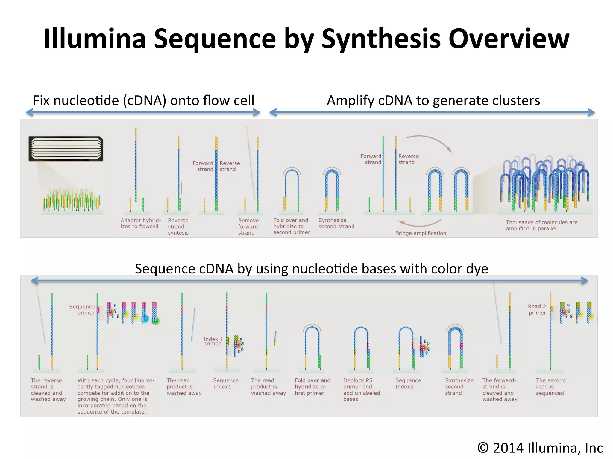 Illumina	
  Sequence	
  by	
  Synthesis	
  Overview	
  
©	
  2014	
  Illumina,	
  Inc	
  
Fix	
  nucleo%de	
  (cDNA)	
  onto	
  ﬂow	
  cell	
   Amplify	
  cDNA	
  to	
  generate	
  clusters	
  
Sequence	
  cDNA	
  by	
  using	
  nucleo%de	
  bases	
  with	
  color	
  dye	
  
 