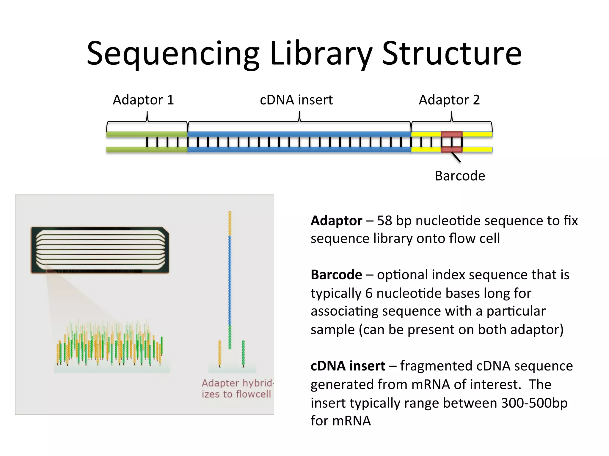 Sequencing	
  Library	
  Structure	
  
Adaptor	
  1	
   cDNA	
  insert	
   Adaptor	
  2	
  
Barcode	
  
Adaptor	
  –	
  58	
  bp	
  nucleo%de	
  sequence	
  to	
  ﬁx	
  
sequence	
  library	
  onto	
  ﬂow	
  cell	
  
	
  
Barcode	
  –	
  op%onal	
  index	
  sequence	
  that	
  is	
  
typically	
  6	
  nucleo%de	
  bases	
  long	
  for	
  
associa%ng	
  sequence	
  with	
  a	
  par%cular	
  
sample	
  (can	
  be	
  present	
  on	
  both	
  adaptor)	
  
	
  
cDNA	
  insert	
  –	
  fragmented	
  cDNA	
  sequence	
  
generated	
  from	
  mRNA	
  of	
  interest.	
  	
  The	
  
insert	
  typically	
  range	
  between	
  300-­‐500bp	
  
for	
  mRNA	
  
 