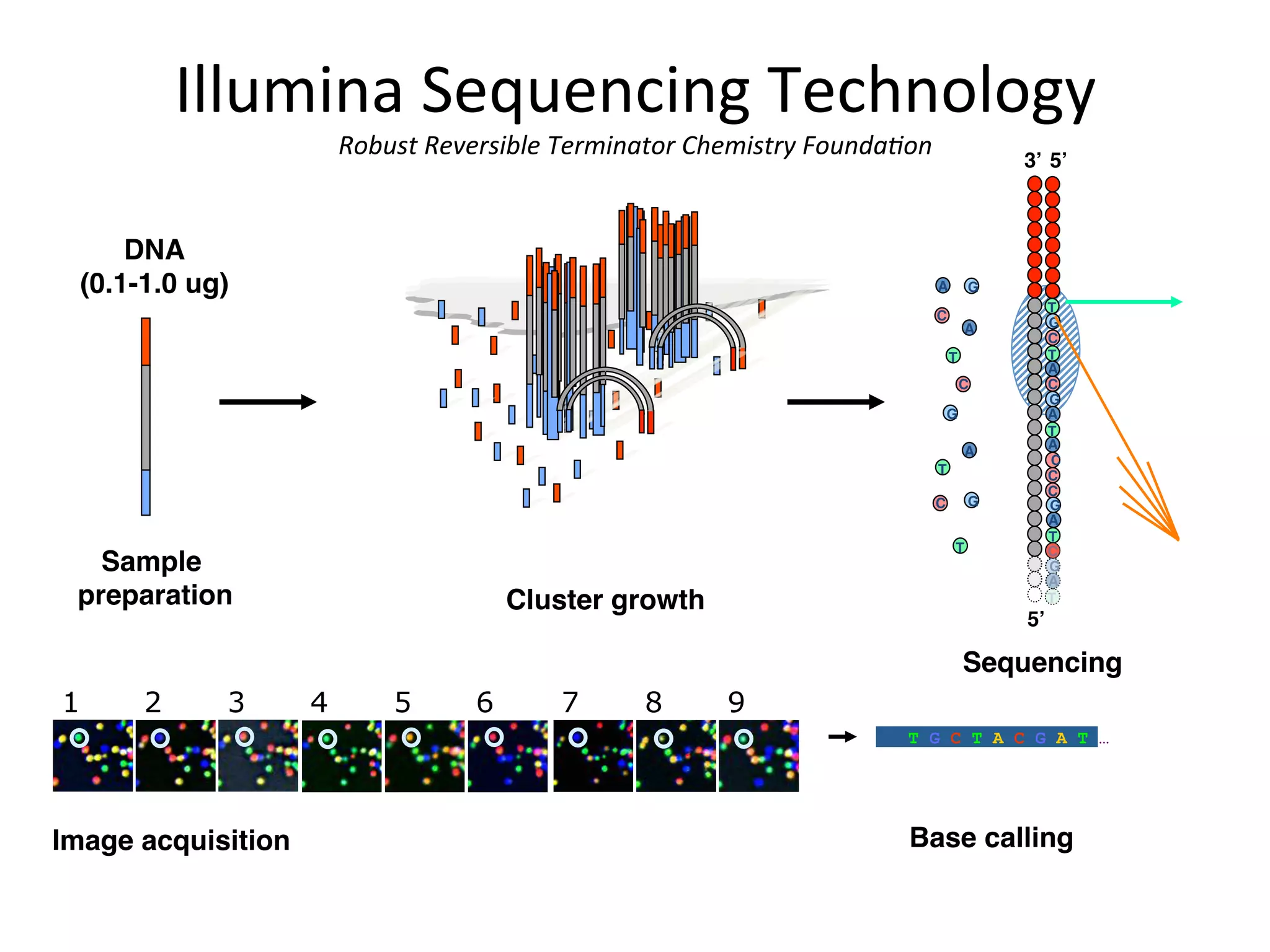 DNA 
(0.1-1.0 ug) 
"
Single molecule array"
Sample
preparation" Cluster growth"
5’"
5’"3’"
G"
T"
C"
A"
G"
T"
C"
A"
G"
T"
C"
A"
C"
A"
G"
T"
C"
A"
T"
C"
A"
C"
C"
T"
A"
G"
C"
G"
T"
A"
G"
T"
1 2 3 7 8 94 5 6
Image acquisition" Base calling"
T G C T A C G A T …
Sequencing"
Illumina	
  Sequencing	
  Technology	
  
Robust	
  Reversible	
  Terminator	
  Chemistry	
  Founda/on	
  
	
  
 