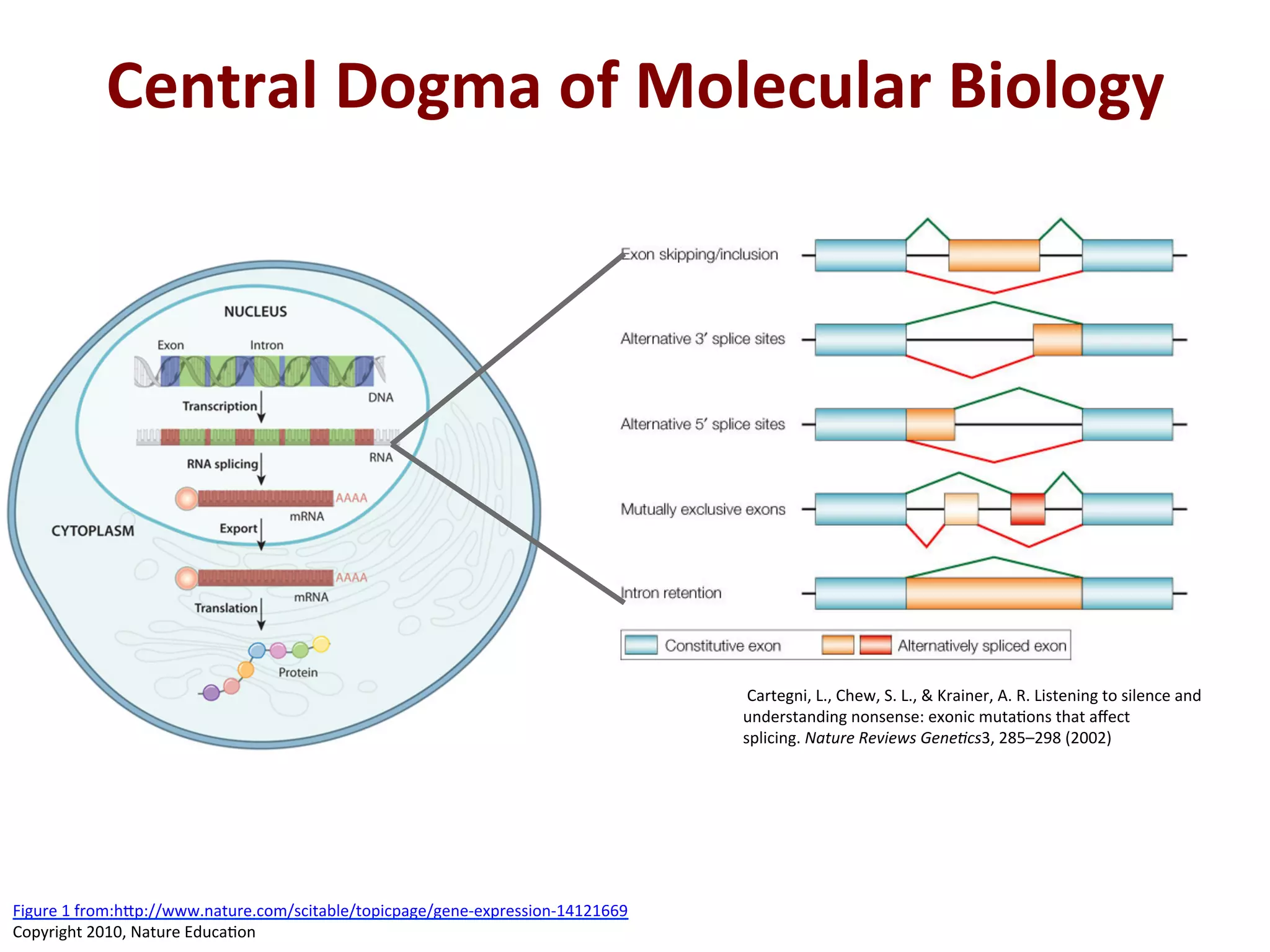 Central	
  Dogma	
  of	
  Molecular	
  Biology	
  
	
  Cartegni,	
  L.,	
  Chew,	
  S.	
  L.,	
  &	
  Krainer,	
  A.	
  R.	
  Listening	
  to	
  silence	
  and	
  
understanding	
  nonsense:	
  exonic	
  muta%ons	
  that	
  aﬀect	
  
splicing.	
  Nature	
  Reviews	
  Gene/cs3,	
  285–298	
  (2002)	
  
Figure	
  1	
  from:h[p://www.nature.com/scitable/topicpage/gene-­‐expression-­‐14121669	
  
Copyright	
  2010,	
  Nature	
  Educa%on	
  
 