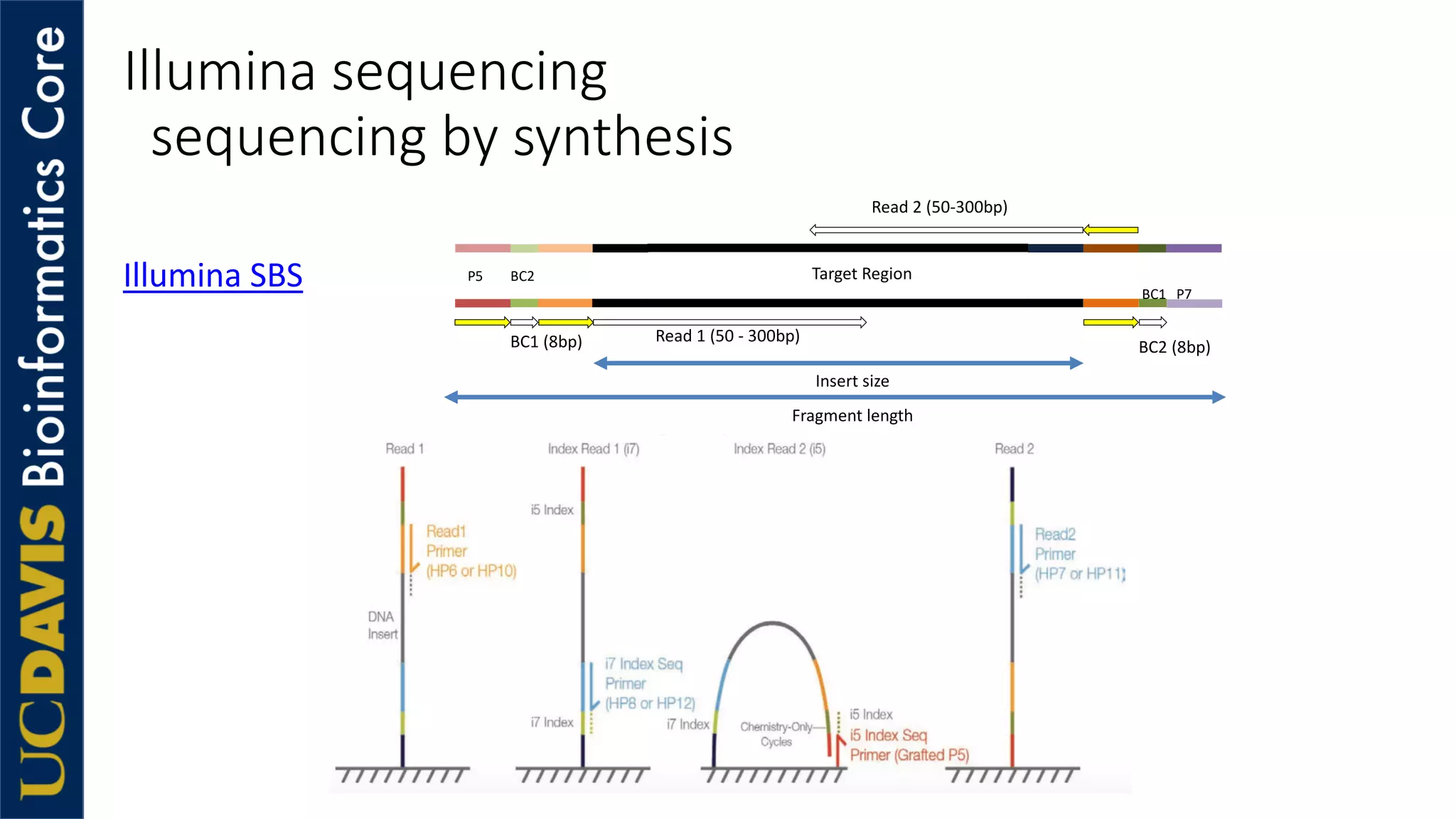 Illumina sequencing
sequencing by synthesis
Illumina SBS Target RegionP5 BC2
BC1 P7
Read 1 (50 - 300bp)
Read 2 (50-300bp)
BC1 (8bp) BC2 (8bp)
Insert size
Fragment length
 