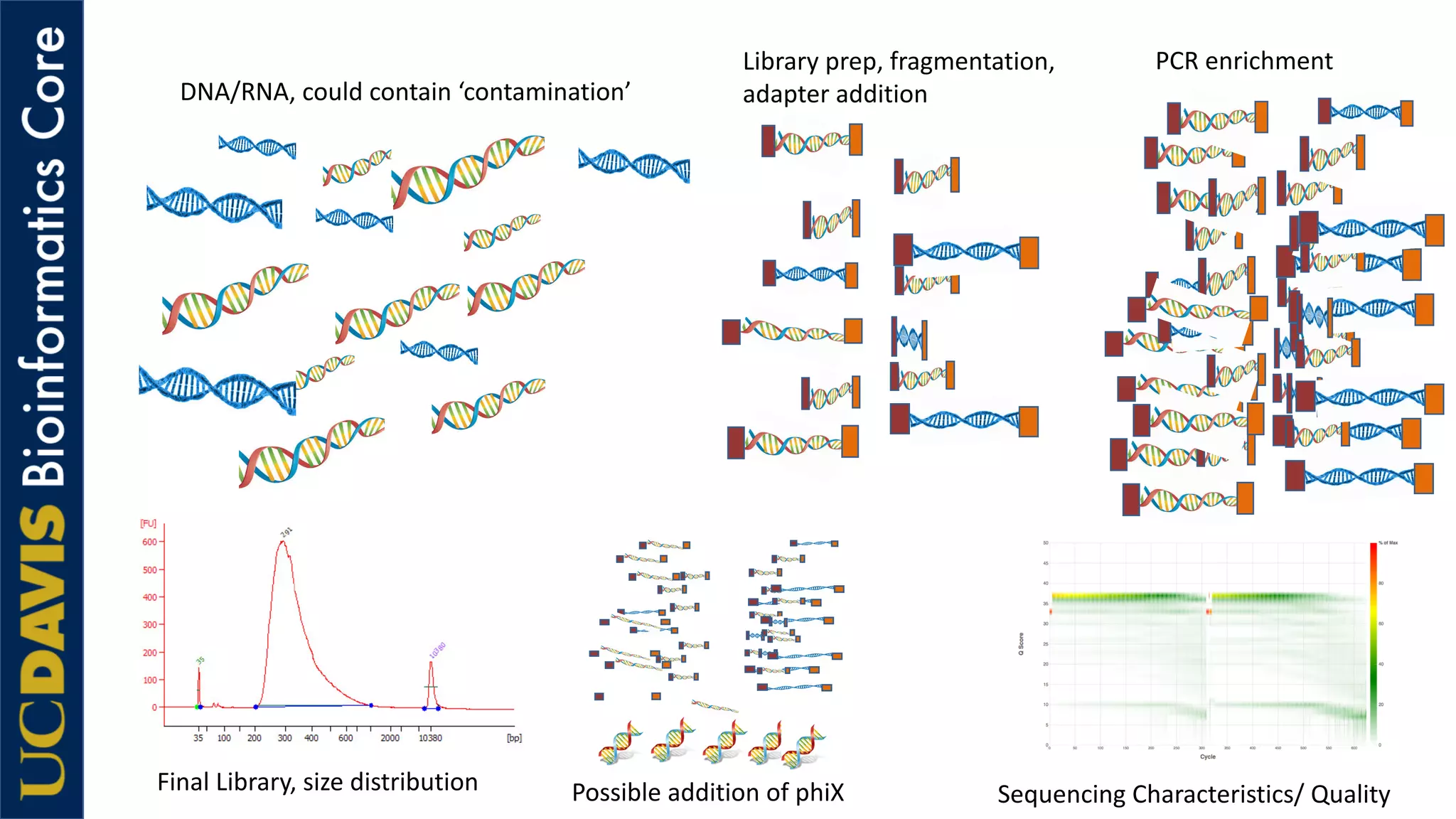DNA/RNA, could contain ‘contamination’
Library prep, fragmentation,
adapter addition
PCR enrichment
Final Library, size distribution Possible addition of phiX Sequencing Characteristics/ Quality
 
