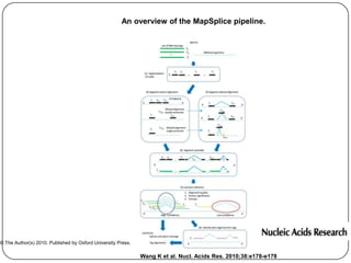 An overview of the MapSplice pipeline.




© The Author(s) 2010. Published by Oxford University Press.

                                                              Wang K et al. Nucl. Acids Res. 2010;38:e178-e178
 