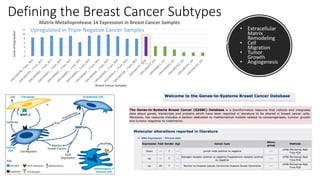 • Extracellular
Matrix
Remodeling
• Cell
Migration
• Tumor
Growth
• Angiogenesis
0
2
4
6
8
10
12
LevelofExpression
Breast Cancer Samples
Matrix Metalloprotease 14 Expression in Breast Cancer Samples
Upregulated in Triple Negative Cancer Samples
Defining the Breast Cancer Subtypes
 