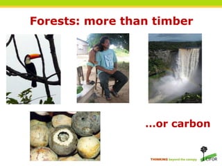 Sustainable forest management, biodiversity and carbon: The case for ...