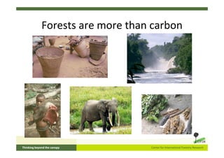 Forests are more than carbon
 