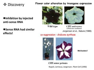 Discovery


Inhibition by injected
anti-sense RNA

Sense RNA had similar                    Jorgensen et al., Nature (1988)
effects!




                          Napoli, Lemieux, Jorgensen. Plant Cell (1990)
 