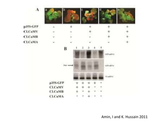 Amin, I and K. Hussain 2011
 