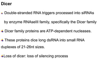 Dicer

 Double-stranded RNA triggers processed into siRNAs

 by enzyme RNAseIII family, specifically the Dicer family

  Dicer family proteins are ATP-dependent nucleases.

  These proteins dice long dsRNA into small RNA
duplexes of 21-26nt sizes.

 Loss of dicer: loss of silencing process
 