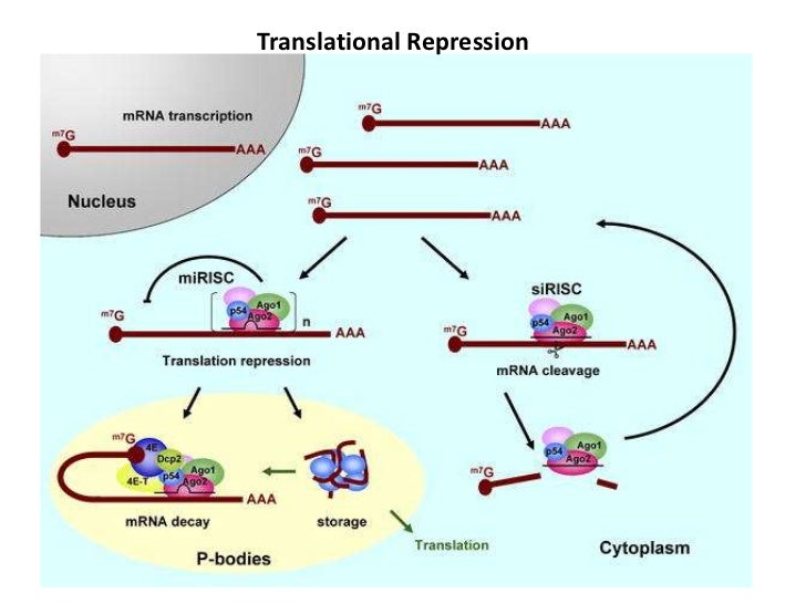 rna silencing sirna vs mirna