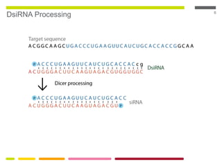 6
DsiRNA Processing
 