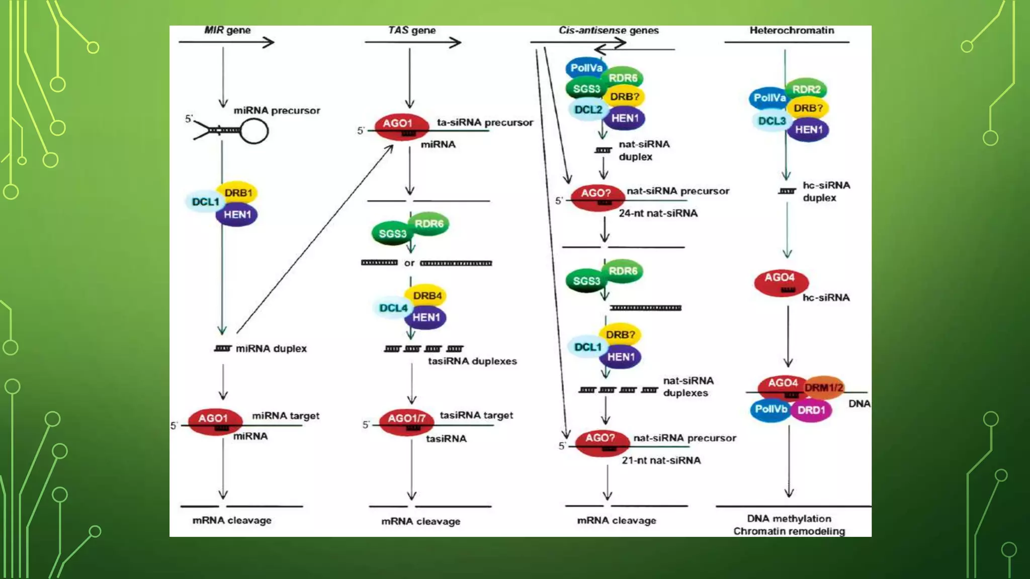 Rna silencing in plants | PPTX