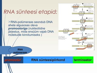 Rna süntees | PPT