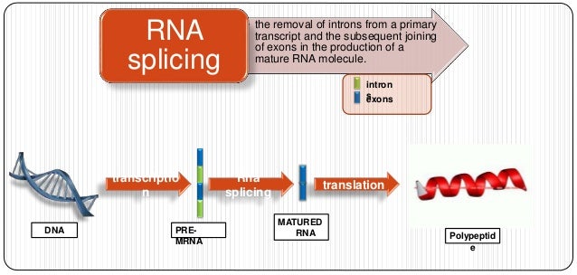 Rna splicing