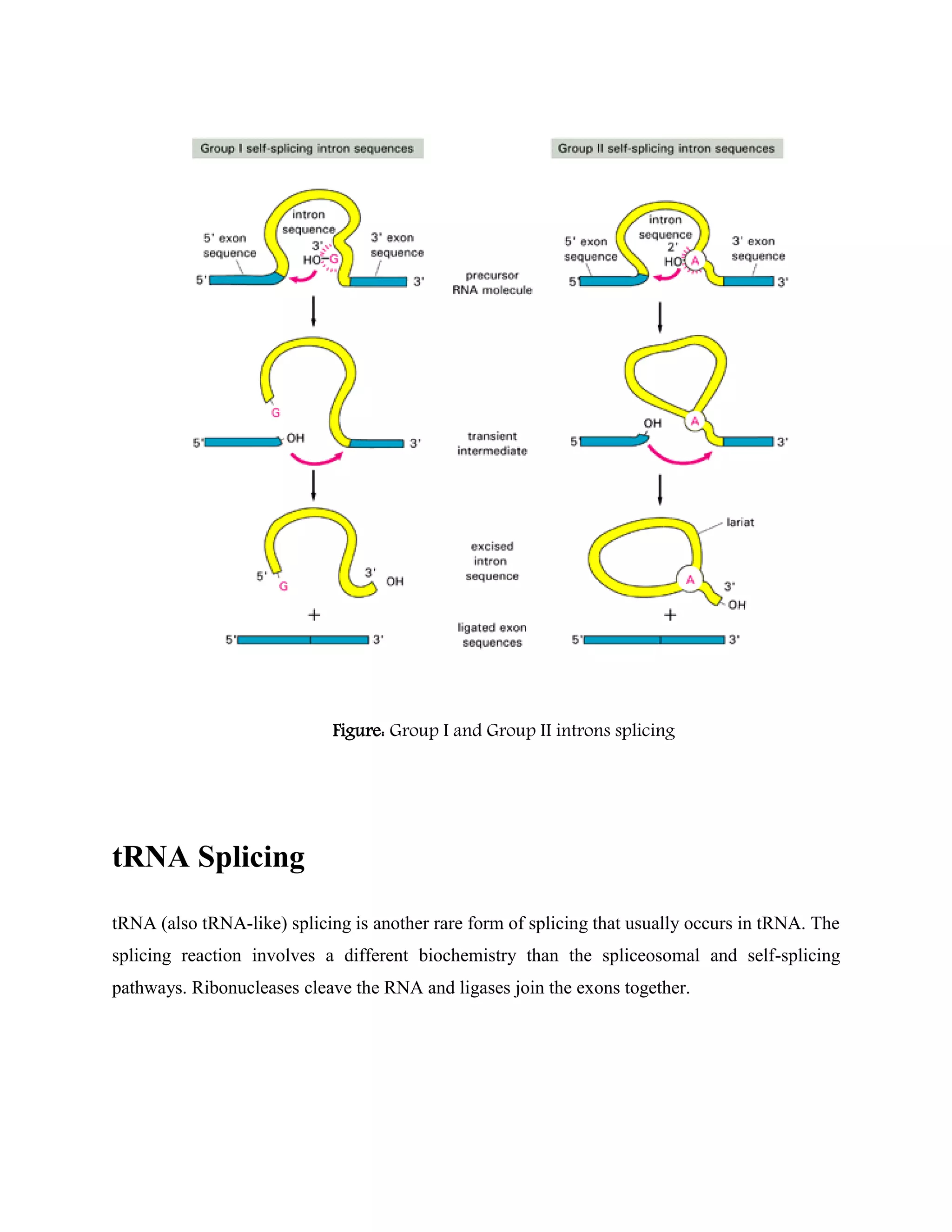 Figure: Group I and Group II introns splicing
tRNA Splicing
tRNA (also tRNA-like) splicing is another rare form of splicing that usually occurs in tRNA. The
splicing reaction involves a different biochemistry than the spliceosomal and self-splicing
pathways. Ribonucleases cleave the RNA and ligases join the exons together.
 