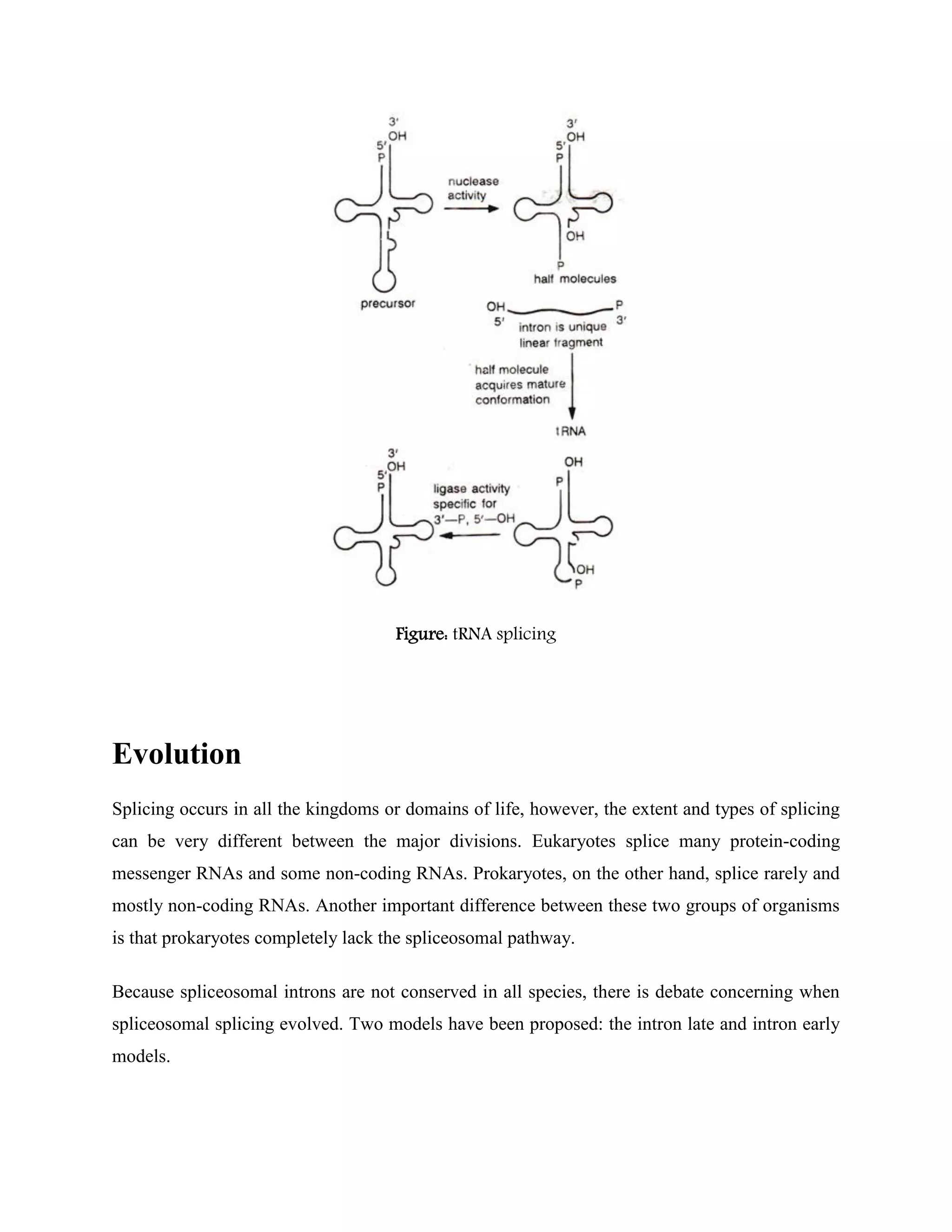 Figure: tRNA splicing
Evolution
Splicing occurs in all the kingdoms or domains of life, however, the extent and types of splicing
can be very different between the major divisions. Eukaryotes splice many protein-coding
messenger RNAs and some non-coding RNAs. Prokaryotes, on the other hand, splice rarely and
mostly non-coding RNAs. Another important difference between these two groups of organisms
is that prokaryotes completely lack the spliceosomal pathway.
Because spliceosomal introns are not conserved in all species, there is debate concerning when
spliceosomal splicing evolved. Two models have been proposed: the intron late and intron early
models.
 