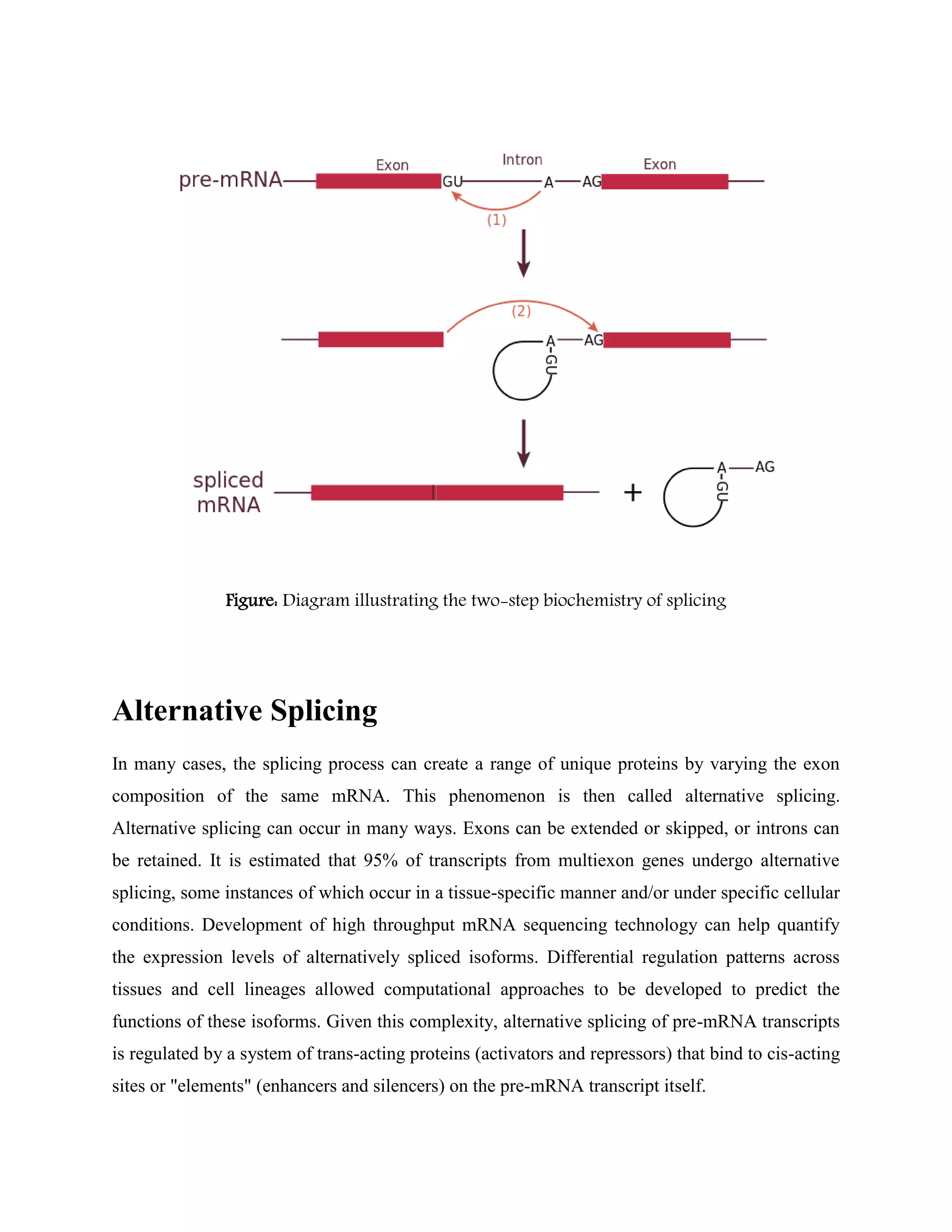 Figure: Diagram illustrating the two-step biochemistry of splicing
Alternative Splicing
In many cases, the splicing process can create a range of unique proteins by varying the exon
composition of the same mRNA. This phenomenon is then called alternative splicing.
Alternative splicing can occur in many ways. Exons can be extended or skipped, or introns can
be retained. It is estimated that 95% of transcripts from multiexon genes undergo alternative
splicing, some instances of which occur in a tissue-specific manner and/or under specific cellular
conditions. Development of high throughput mRNA sequencing technology can help quantify
the expression levels of alternatively spliced isoforms. Differential regulation patterns across
tissues and cell lineages allowed computational approaches to be developed to predict the
functions of these isoforms. Given this complexity, alternative splicing of pre-mRNA transcripts
is regulated by a system of trans-acting proteins (activators and repressors) that bind to cis-acting
sites or "elements" (enhancers and silencers) on the pre-mRNA transcript itself.
 