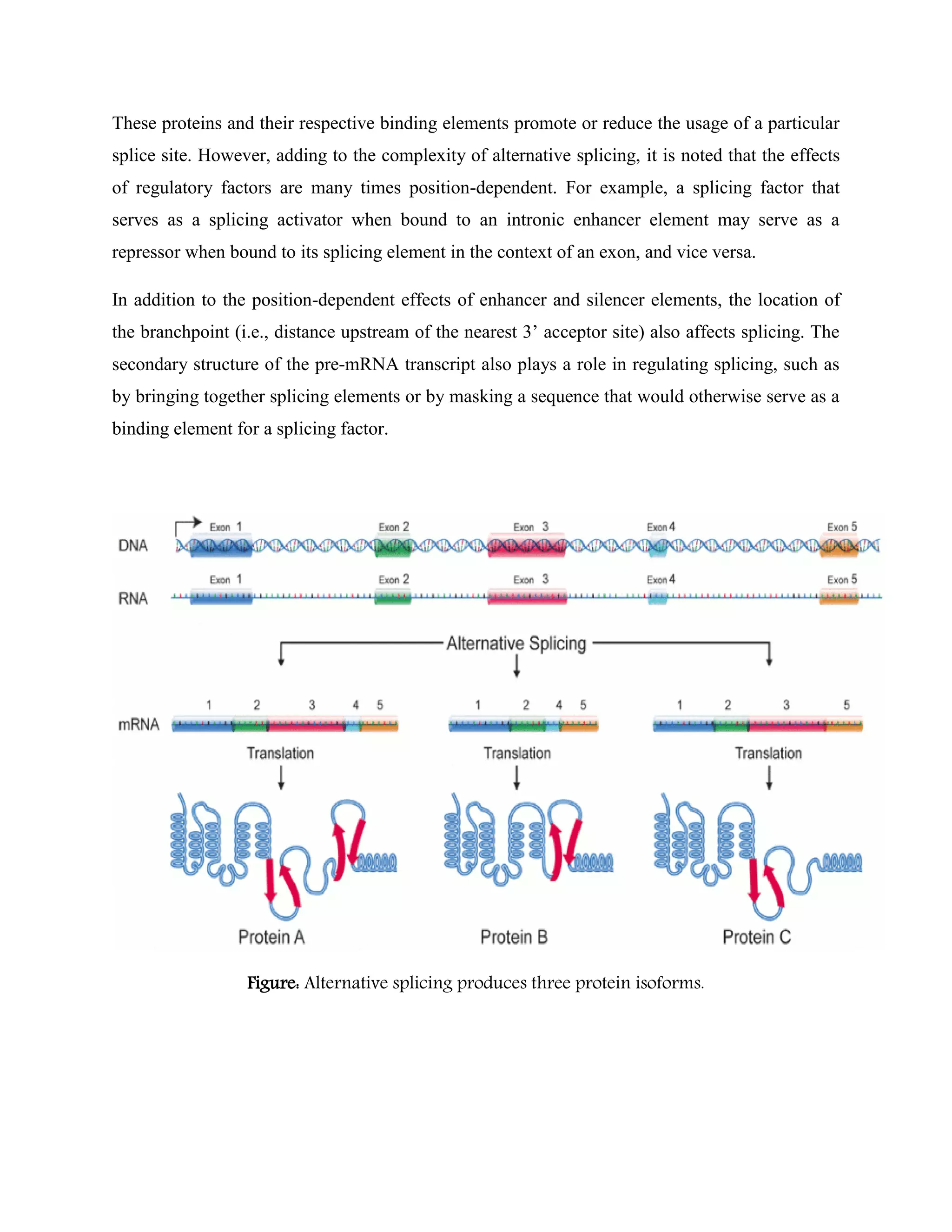 These proteins and their respective binding elements promote or reduce the usage of a particular
splice site. However, adding to the complexity of alternative splicing, it is noted that the effects
of regulatory factors are many times position-dependent. For example, a splicing factor that
serves as a splicing activator when bound to an intronic enhancer element may serve as a
repressor when bound to its splicing element in the context of an exon, and vice versa.
In addition to the position-dependent effects of enhancer and silencer elements, the location of
the branchpoint (i.e., distance upstream of the nearest 3’ acceptor site) also affects splicing. The
secondary structure of the pre-mRNA transcript also plays a role in regulating splicing, such as
by bringing together splicing elements or by masking a sequence that would otherwise serve as a
binding element for a splicing factor.
Figure: Alternative splicing produces three protein isoforms.
 