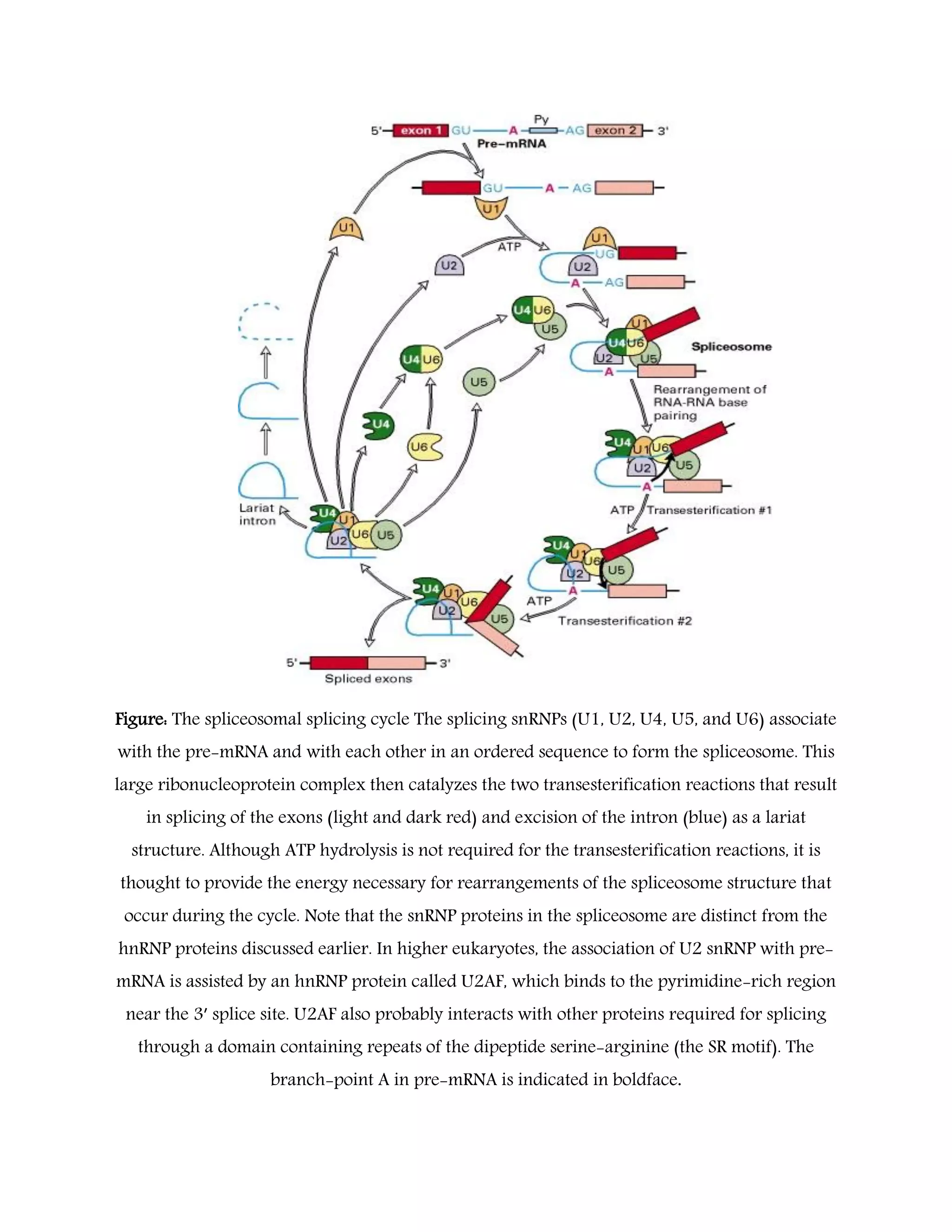 Figure: The spliceosomal splicing cycle The splicing snRNPs (U1, U2, U4, U5, and U6) associate
with the pre-mRNA and with each other in an ordered sequence to form the spliceosome. This
large ribonucleoprotein complex then catalyzes the two transesterification reactions that result
in splicing of the exons (light and dark red) and excision of the intron (blue) as a lariat
structure. Although ATP hydrolysis is not required for the transesterification reactions, it is
thought to provide the energy necessary for rearrangements of the spliceosome structure that
occur during the cycle. Note that the snRNP proteins in the spliceosome are distinct from the
hnRNP proteins discussed earlier. In higher eukaryotes, the association of U2 snRNP with pre-
mRNA is assisted by an hnRNP protein called U2AF, which binds to the pyrimidine-rich region
near the 3′ splice site. U2AF also probably interacts with other proteins required for splicing
through a domain containing repeats of the dipeptide serine-arginine (the SR motif). The
branch-point A in pre-mRNA is indicated in boldface.
 
