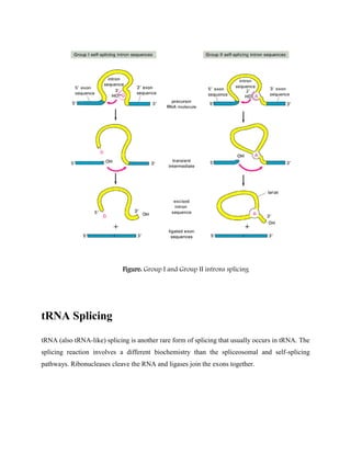 Figure: Group I and Group II introns splicing
tRNA Splicing
tRNA (also tRNA-like) splicing is another rare form of splicing that usually occurs in tRNA. The
splicing reaction involves a different biochemistry than the spliceosomal and self-splicing
pathways. Ribonucleases cleave the RNA and ligases join the exons together.
 