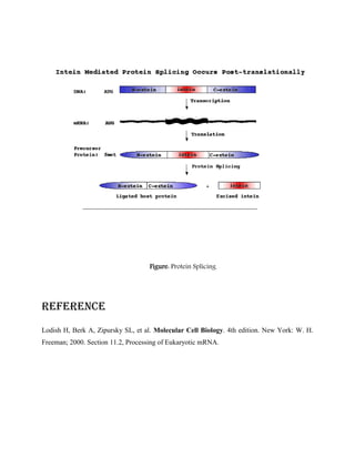 Figure: Protein Splicing
Reference
Lodish H, Berk A, Zipursky SL, et al. Molecular Cell Biology. 4th edition. New York: W. H.
Freeman; 2000. Section 11.2, Processing of Eukaryotic mRNA.
 