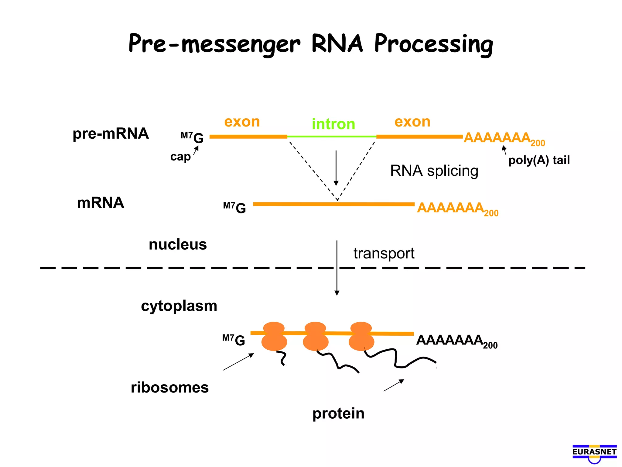 Rna splicing | PPT | Programming Languages | Computing