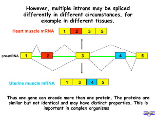 However, multiple introns may be spliced
differently in different circumstances, for
example in different tissues.
1 2 3 5Heart muscle mRNA
1 43 5Uterine muscle mRNA
Thus one gene can encode more than one protein. The proteins are
similar but not identical and may have distinct properties. This is
important in complex organisms
3 5421pre-mRNA
 