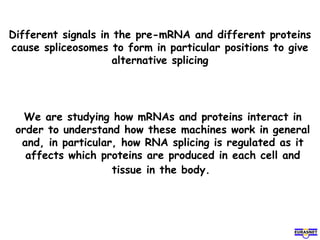 Different signals in the pre-mRNA and different proteins
cause spliceosomes to form in particular positions to give
alternative splicing
We are studying how mRNAs and proteins interact in
order to understand how these machines work in general
and, in particular, how RNA splicing is regulated as it
affects which proteins are produced in each cell and
tissue in the body.
 