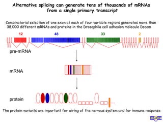 Alternative splicing can generate tens of thousands of mRNAs
from a single primary transcript
12 48 33 2
Combinatorial selection of one exon at each of four variable regions generates more than
38,000 different mRNAs and proteins in the Drosophila cell adhesion molecule Dscam
The protein variants are important for wiring of the nervous system and for immune response
protein
mRNA
pre-mRNA
 