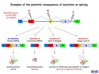 Examples of the potential consequences of mutations on splicing
3 541 2
A B
CMutations occur
on the DNA
(in a gene)
1 2
mutation A
truncated mRNA
541 2
mutation B
exon 3 skipped
3 541 2
mutation C
longer exon 4
3 541 2
no mutation
normal mRNA
normal protein
active
truncated protein
inactive
protein of different size (smaller or longer)
inactive or aberrant function
 