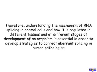 Therefore, understanding the mechanism of RNA
splicing in normal cells and how it is regulated in
different tissues and at different stages of
development of an organism is essential in order to
develop strategies to correct aberrant splicing in
human pathologies
 