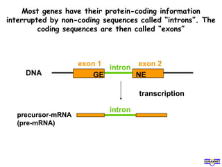 Most genes have their protein-coding information
interrupted by non-coding sequences called “introns”. The
coding sequences are then called “exons”
DNA GE NE
intron
exon 1 exon 2
transcription
precursor-mRNA
(pre-mRNA)
intron
 
