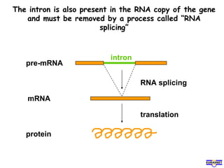 The intron is also present in the RNA copy of the gene
and must be removed by a process called “RNA
splicing”
protein
translation
mRNA
RNA splicing
pre-mRNA
intron
 
