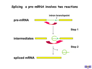 Splicing a pre-mRNA involves two reactions
pre-mRNA
intron branchpoint
A
spliced mRNA
Step 2
intermediates
Step 1
A
 