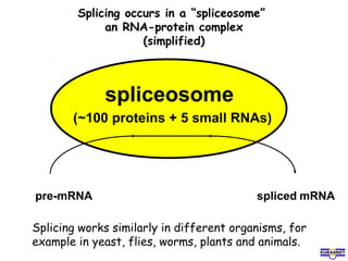Splicing occurs in a “spliceosome”
an RNA-protein complex
(simplified)
pre-mRNA spliced mRNA
spliceosome
(~100 proteins + 5 small RNAs)
Splicing works similarly in different organisms, for
example in yeast, flies, worms, plants and animals.
 