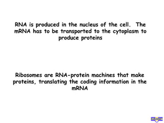 RNA is produced in the nucleus of the cell. The
mRNA has to be transported to the cytoplasm to
produce proteins
Ribosomes are RNA-protein machines that make
proteins, translating the coding information in the
mRNA
 