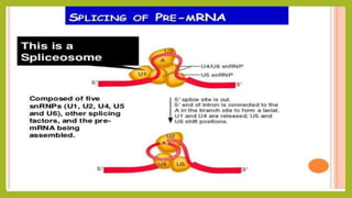 Rna splicing