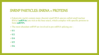 SNRNP PARTICLES: SNRNA + PROTEINS
• Eukaryotic nuclei contain many discreet small RNA species called small nuclear
RNAs (snRNAs) are rich in the base uracil, which complex with specific proteins to
form snRNPs.
• The most abundant snRNP are involved in pre-mRNA splicing are :
• U1
• U2
• U4
• U5
• U6.
 