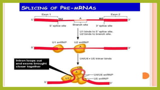 Rna splicing