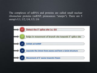 The complexes of snRNA and proteins are called small nuclear
ribonuclear proteins (snRNP, pronounces "snurps"). There are 5
snrnp's U1, U2, U4, U5, U6
 