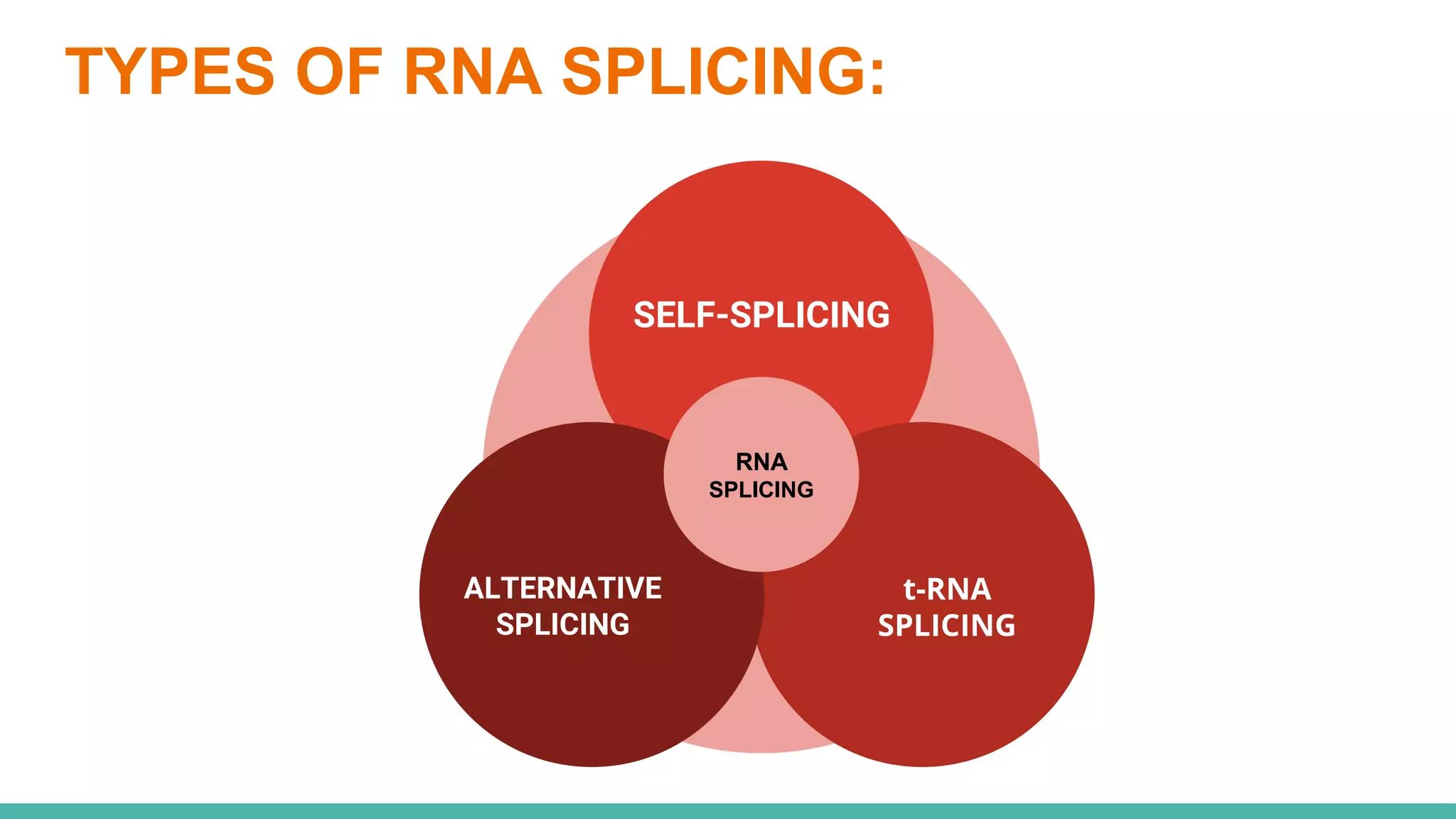 RNA Splicing presentation.pptx