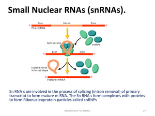 Small Nuclear RNAs (snRNAs).
Sn RNA s are involved in the process of splicing (intron removal) of primary
transcript to form mature m RNA. The Sn RNA s form complexes with proteins
to form Ribonucleoprotein particles called snRNPs
24Biochemistry For Medics
 