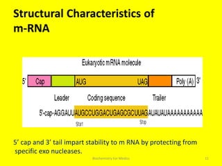 Rna structure | PPTX