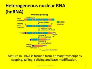 Heterogeneous nuclear RNA
(hnRNA)
Mature m –RNA is formed from primary transcript by
capping, tailing, splicing and base modification.
14Biochemistry For Medics
 